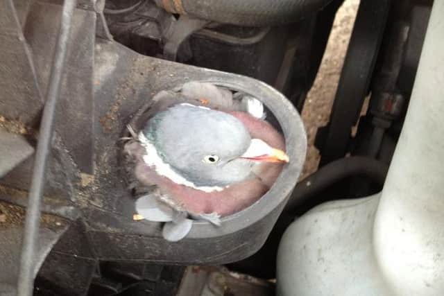 Pigeon survives hour-long ordeal stuck in van's air intake pipe after colliding with the vehicle which was travelling at 60mph.