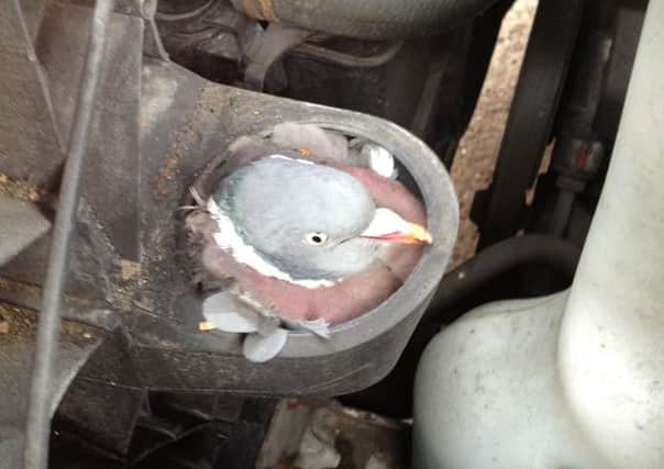 Pigeon survives hour-long ordeal stuck in van's air intake pipe after colliding with the vehicle which was travelling at 60mph.