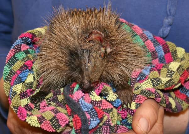 The injured hedgehog is now being cared for by Care for the Wild after spending a week at the vets