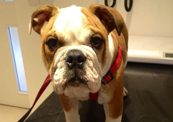 Short nosed breeds like Duchess the bulldog should be walked early and late in hot weather