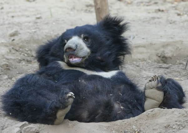 A now-healthy bear playing at the sanctuary