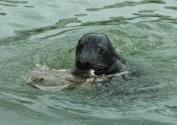 The seal and its 'lunch' sighted in Littlehampton, last week