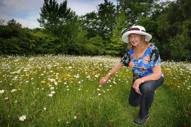 Marianne Clemence pictured with her Battle meadow. 18/6/13