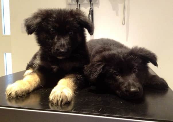 Whatever age, size, or breed of dog, like  eight-week-old GSD pups Piper and Sacha here, NEVER leave them alone in cars!