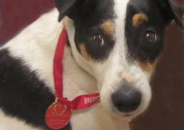Freddie the Jack Russell  ready for 2013 Heart of Sussex Walk on Sunday June 30 for the British Heart Fpoundation