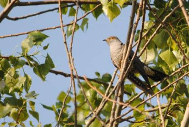A cuckoo photographed by Amy Lewis for the Sussex Wildlife Trust