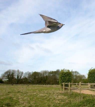 A Cuckoo in flight photographed by Neil Fletcher for the Sussex Wildlife Trust