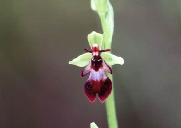Fly orchid.
