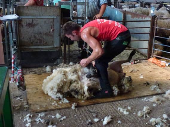Sheep Shearer