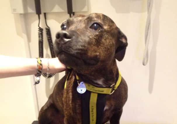 One of my happiest patients China now adopted rescue Staffie from Dogs Trust Shoreham very happy in her new forever home