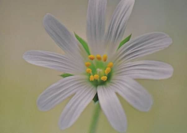 image pic exhibition wakehurst  pic Jacky Parker of Little Stitchwort won first place in macro work