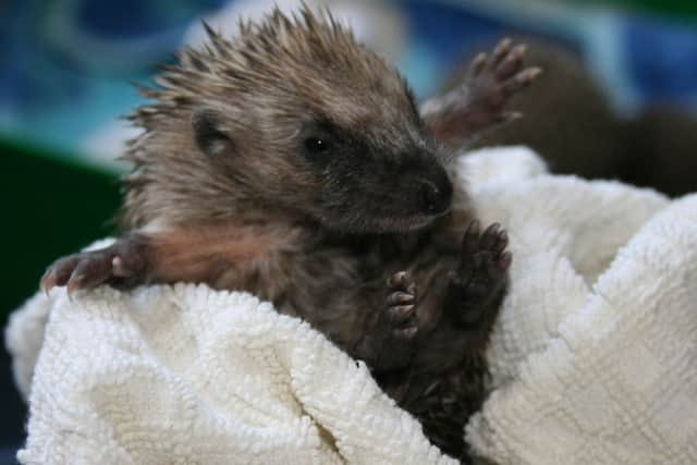 One of the 17 hoglets currently at Care for the Wild in Horsham