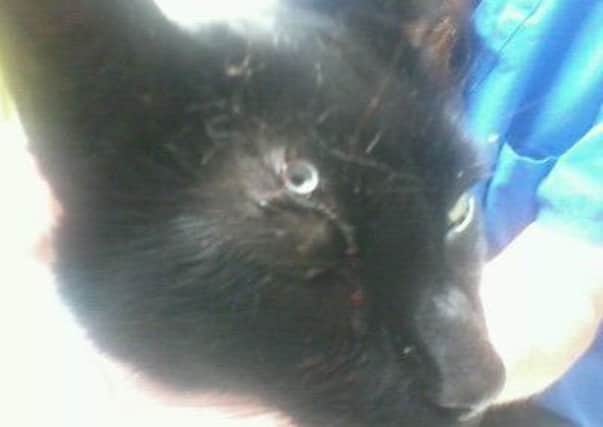 Henfield cat with pellet in head