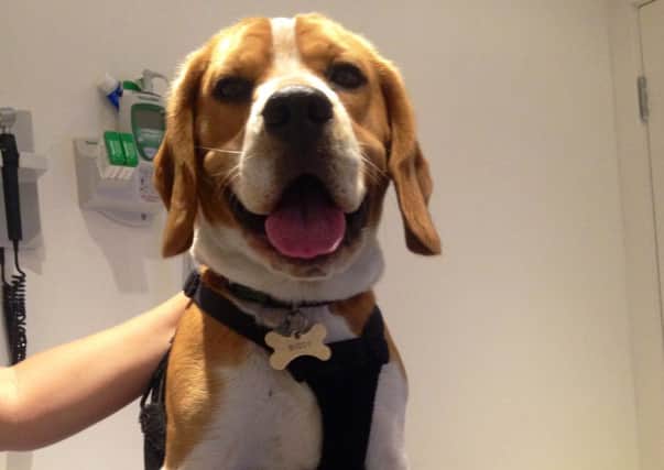 Adopted rescue beagle Buddy