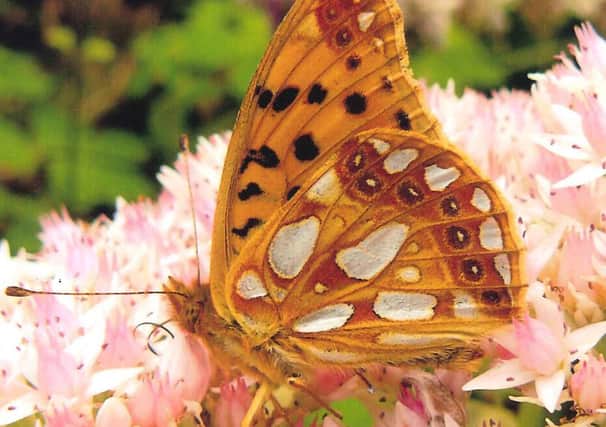 The Queen of Spain fritillary