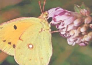 Clouded yellow