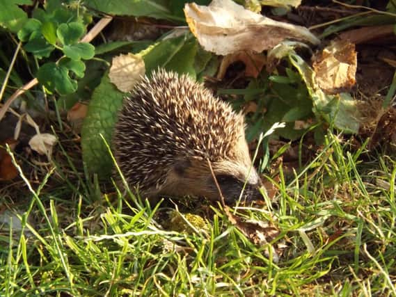 Alex Keeling took this picture of a hedgehog near Thornborough Mill House