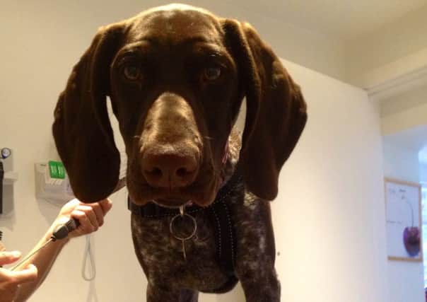 Molly the responsibly-bred German shorthaired pointer puppy seen interacting with mum when bought.