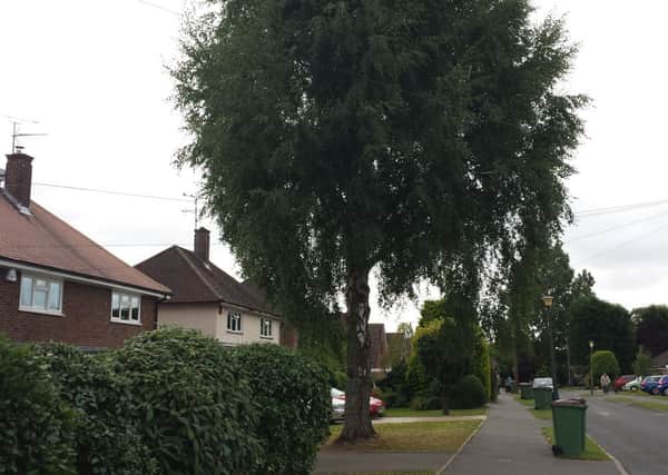 Plans to cut down this silver birch tree in Smithbarn, Horsham, were rejected by the council last week (JJP).