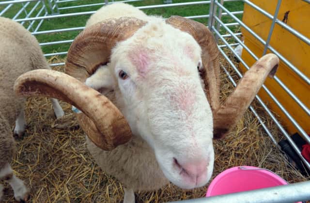 W38654H13

Findon Sheep Fair 2013. Whiteface Woodland Ram