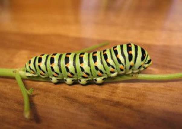 Swallowtail caterpillar. Picture by Ralph Hobbs