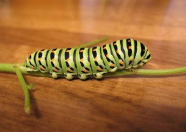 The swallowtail caterpillar. Photo by Ralph Hobbs