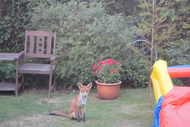 The fox captured on camera in Michael's garden