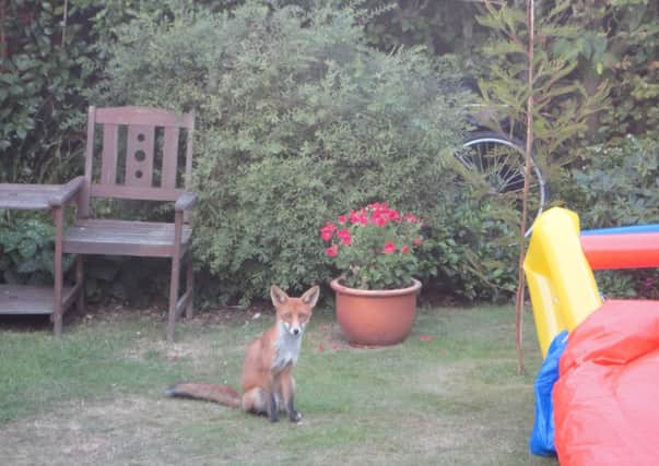 The fox captured on camera in Michael's garden
