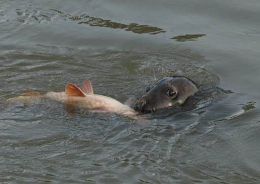 Seal in the River Arun