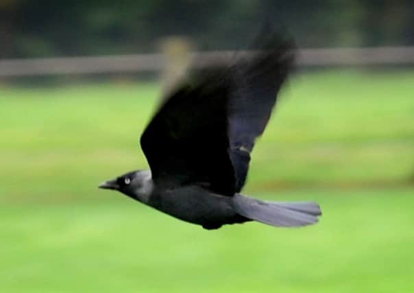 Blackbird. Pic Steve Robards