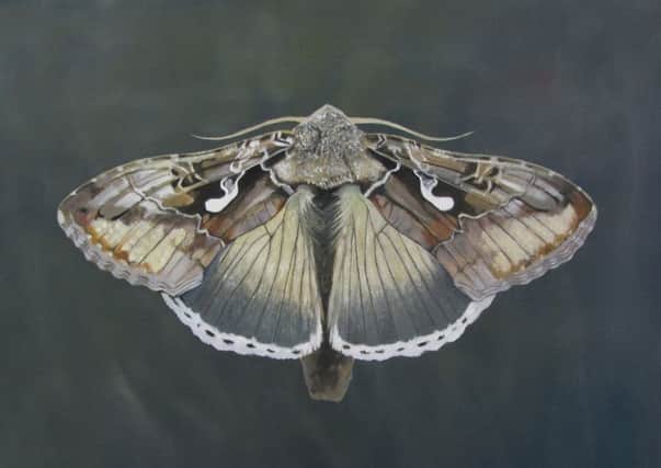 Rye Art Moth