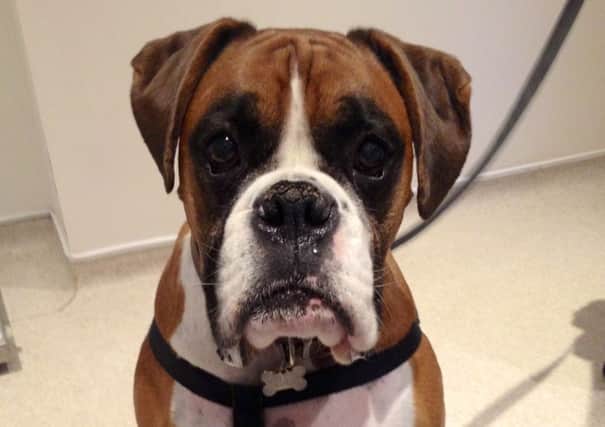 Theo the boxer rescued by Dogs Trust Shoreham now in loving forever home