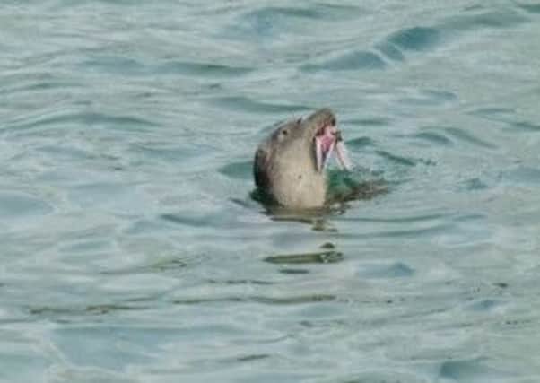 One of the seals in Shoreham Harbour, gobbling up its latest catch of mackerel