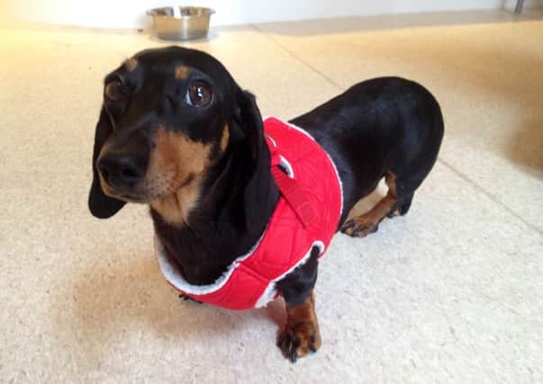 Lacey the rescued dachshund modelling the latest in comfortable, fashionable, and practical outer wear!