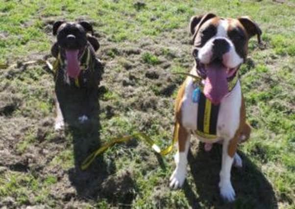 Boxers Benny and Buddy have bundles of energy