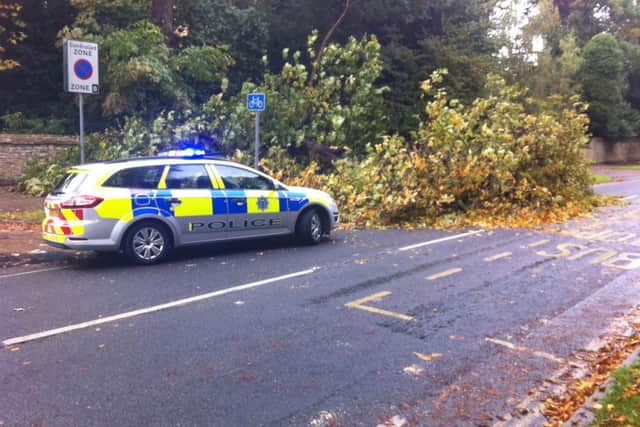 The tree blocked the footpath and part of the road at North Parade