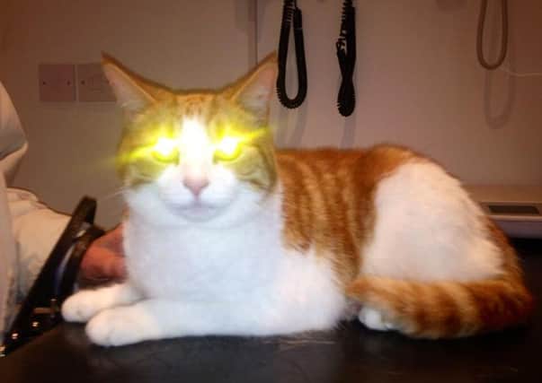 Scary Halloween Cat - or alternatively recently adopted rescue cat