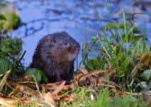 Sharon Pepper took the first prize for this picture, entitled  Wary Water Vole