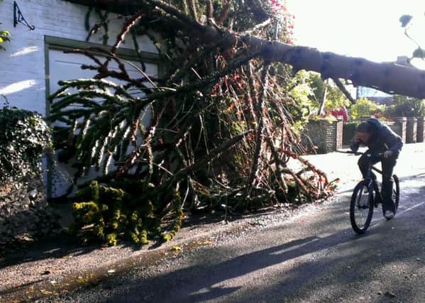 A cyclist dips under the fallen tree in Mill Lane, Shoreham, this morning