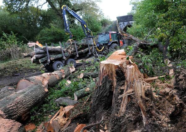 Tree being chopped up after falling in the storm 28.10.13, just north of the Balcombe viaduct next to the Haywards Heath road. Pic Steve Robards