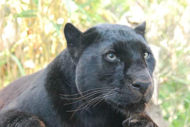 A black leopard. Picture by Neil Arnold,