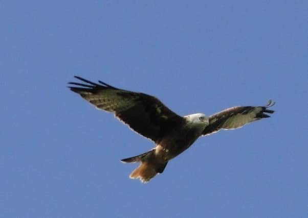Diana Adams, of Rustington, took this photo of a red kite over the South Downs at Burpham