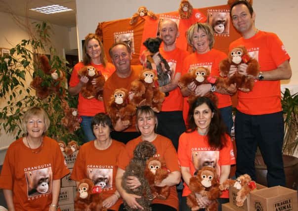 Care for the Wild go orange for orangutans