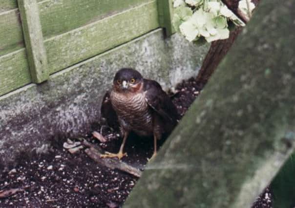 A male sparrowhawk resting after a blackbird chase
