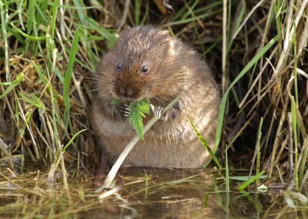 Water voles across Sussex face the possibility of extinction if action is not take to reduce their dwindling numbers