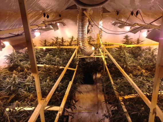 Cannabis farm found in Bognor Regis