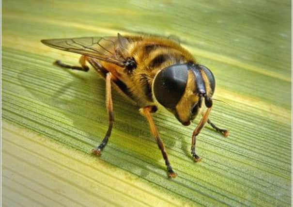 1st place nature print, Hover Fly, by  Chris Kislingbury