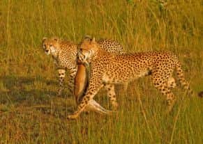 The second place nature picture by Kevin Barrett entitled 'Cheetah with Kill'