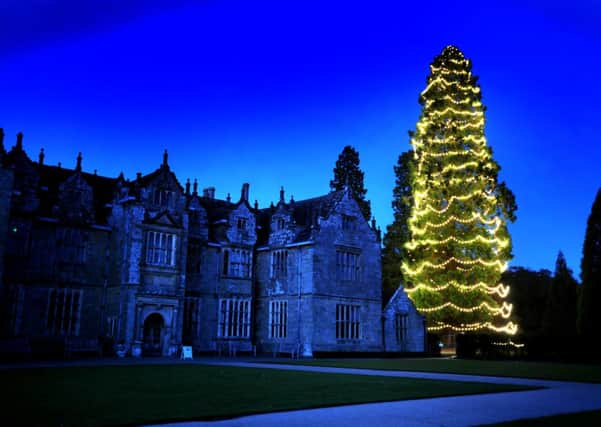 Wakehurst's Christmas tree, the tallest in the UK, has it's lights turned on. Pic Steve Robards