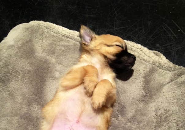 Puppy Charlie enjoys some shut-eye